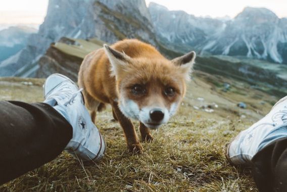 Un animal qui s'approche prudemment d'un humain